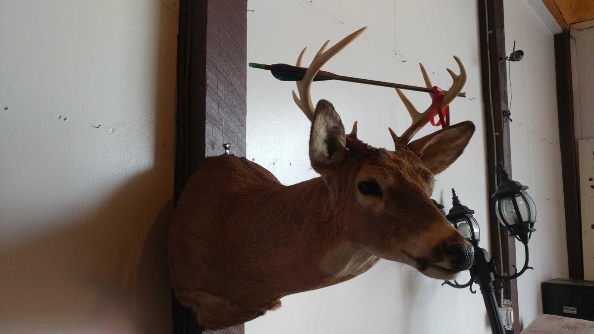 10 POINT HEAD & SHOULDER DEER MOUNT W/ ARROW