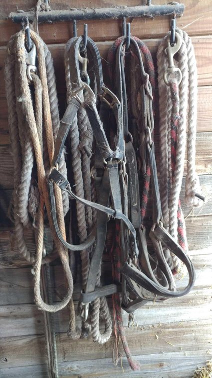 (A) METAL HANGING RACKS W/LEAD ROPES AND HALTERS