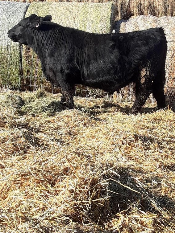 (DOUBLE J WATERFALL) - SIRE: SAV RAINFALL DAM: RS PICTURE PERFECT DOB: 1-13-20, BW:83, WW: 760 3/4AN