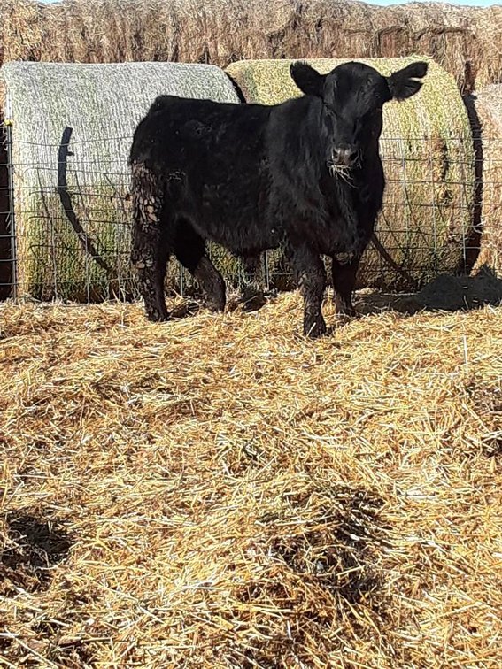 (DOUBLE J PRINCE) - SIRE: K-LER KINGSMAN DAM: DOUBLE J BLIZZARD DOB:3-2-20, BW:90, WW: 780 1/2SM, 1/