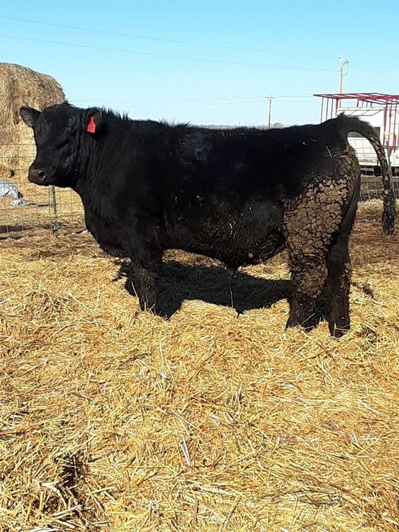 (BA RAINFALL) - SIRE: SAURAINFALL DAM: ZA DISCOVERY CHANNEL  DOB:3-2-20, BW:60, WW: 630 HERE IS A PB
