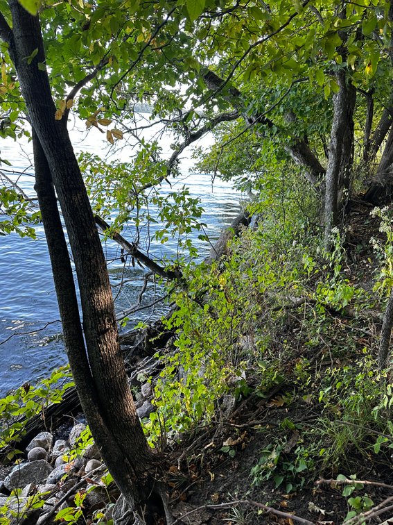 Image for Pope County - Goose Lake - Hunting/Lakeshore Land Auction