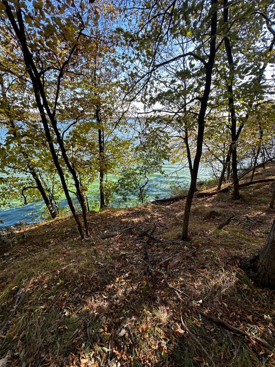 Image for Pope County - Goose Lake - Hunting/Lakeshore Land Auction