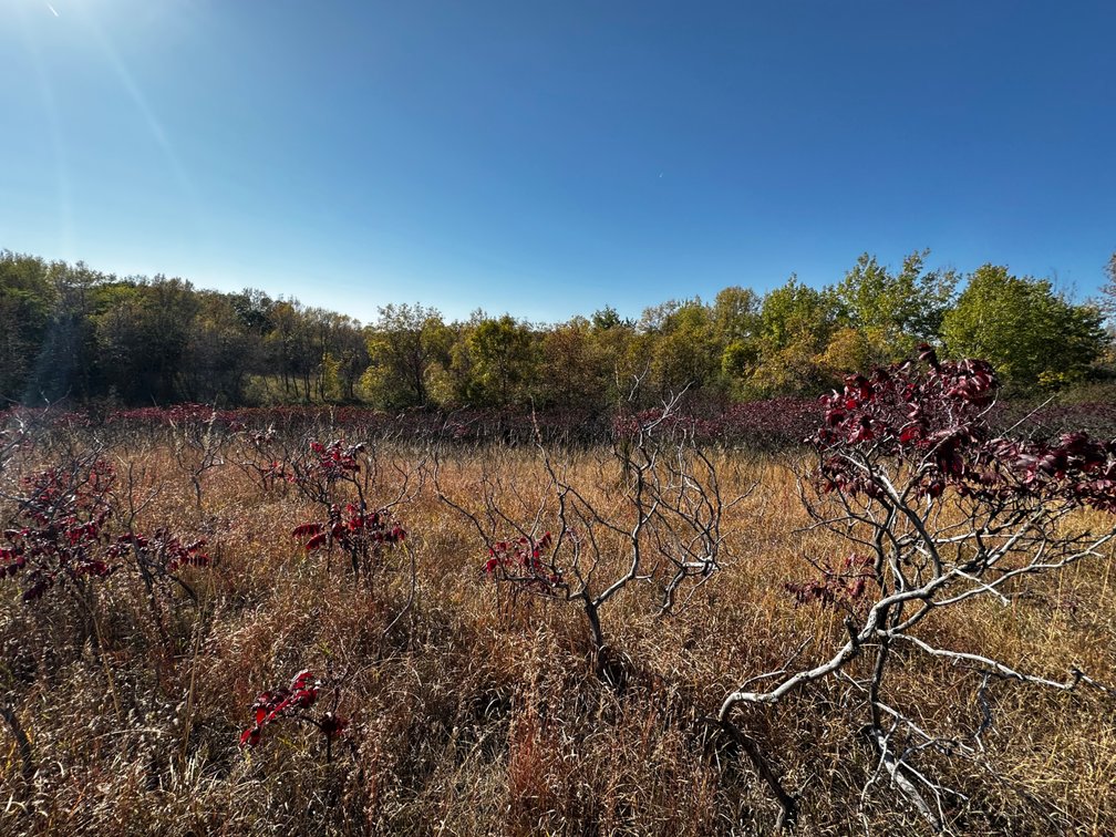 Image for Pope County - Goose Lake - Hunting/Lakeshore Land Auction