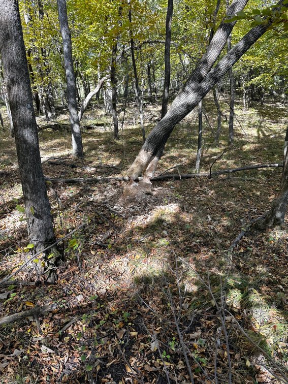 Image for Pope County - Goose Lake - Hunting/Lakeshore Land Auction