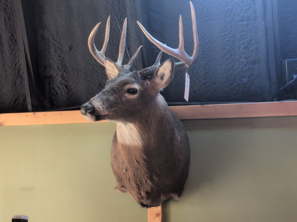 WHITETAIL BUCK MOUNT