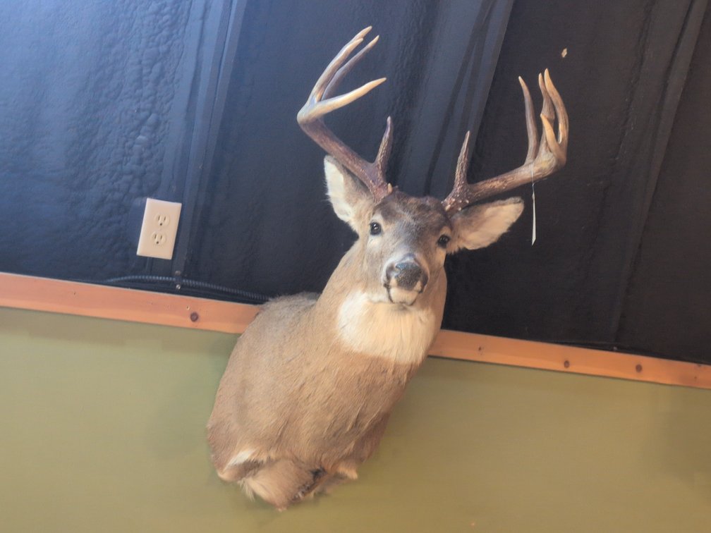 WHITETAIL BUCK MOUNT