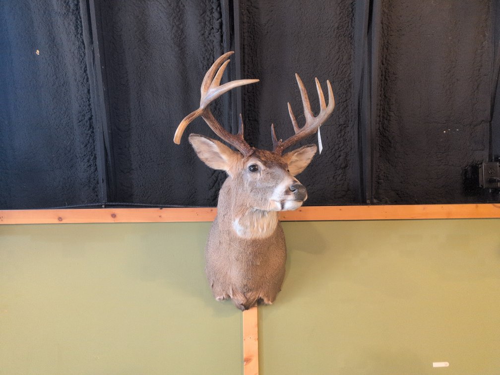 WHITETAIL BUCK MOUNT