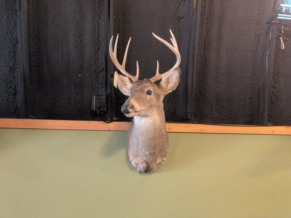 WHITETAIL BUCK MOUNT