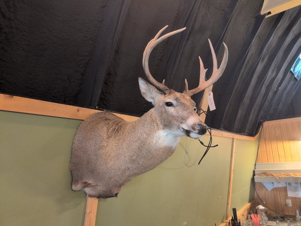 WHITETAIL BUCK MOUNT