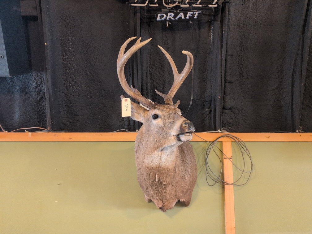 WHITETAIL BUCK MOUNT
