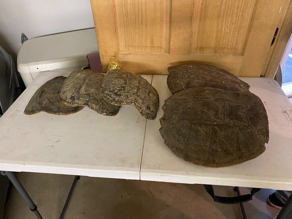 5 TURTLE SHELLS
