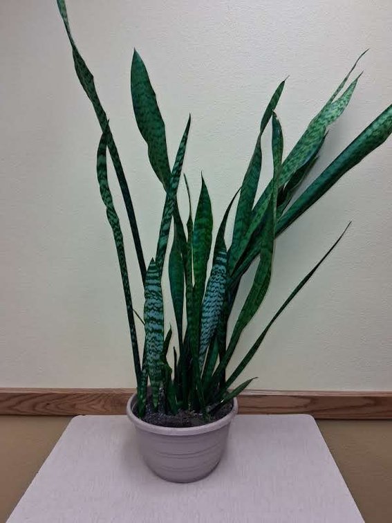 SNAKE PLANT