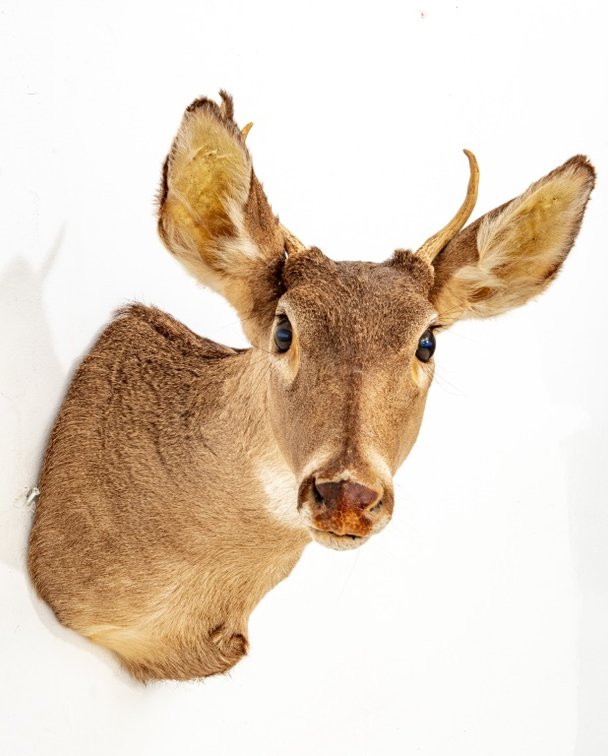 Two Point Buck