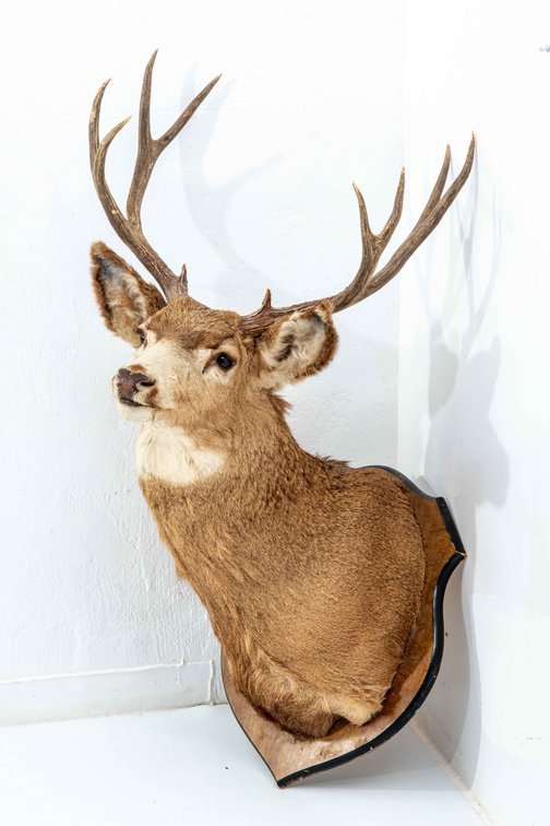 Ten Point Buck