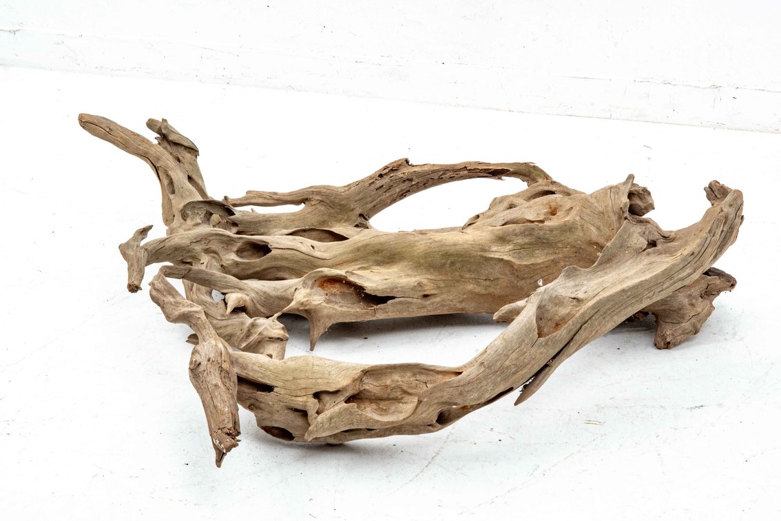 XL Locust Driftwood with Thorns