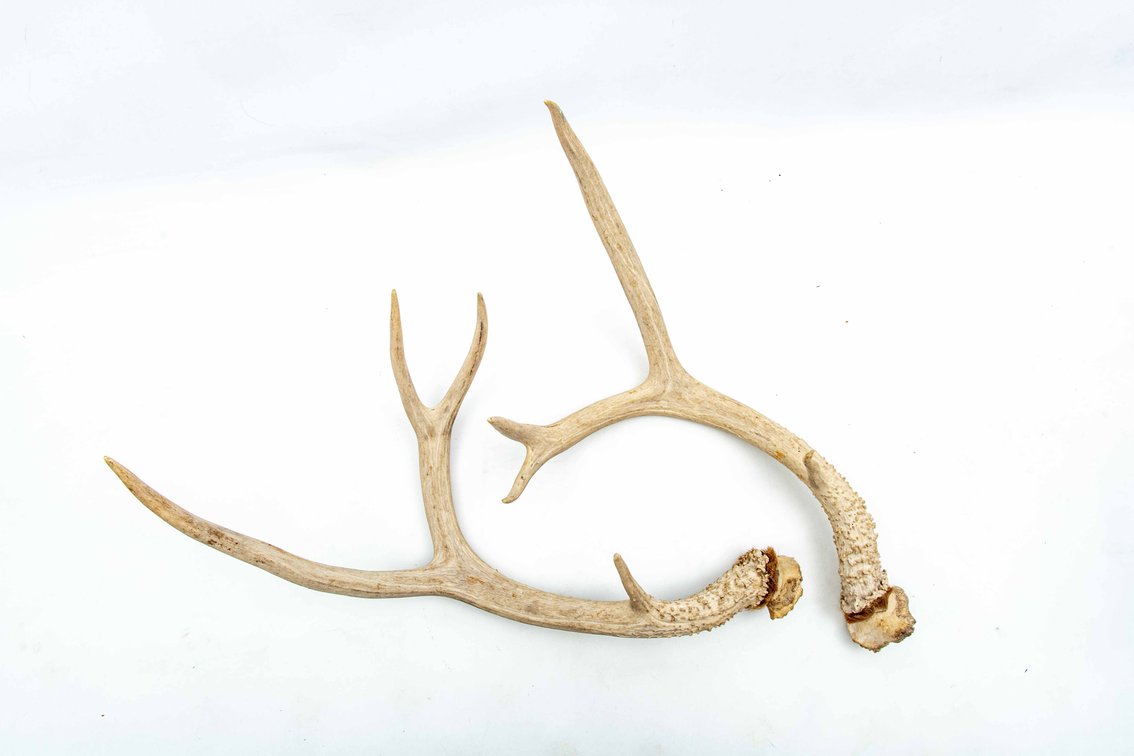 Pair of Deer Antlers