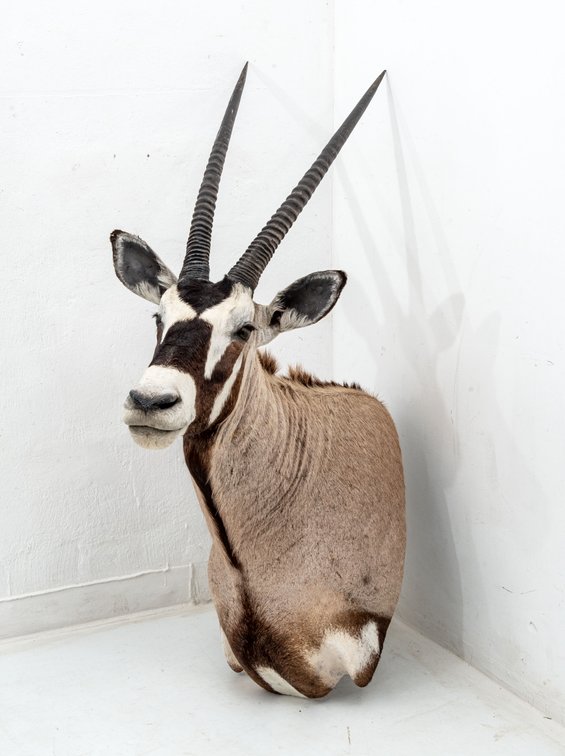 Gemsbok Shoulder Wall Mount Taxidermy by NY John