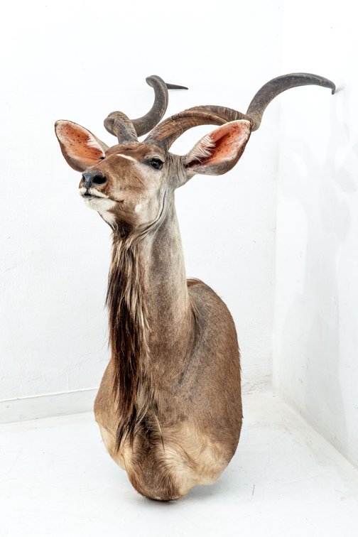 Greater Kudu Wall Mount Taxidermy- Shoulder Mount