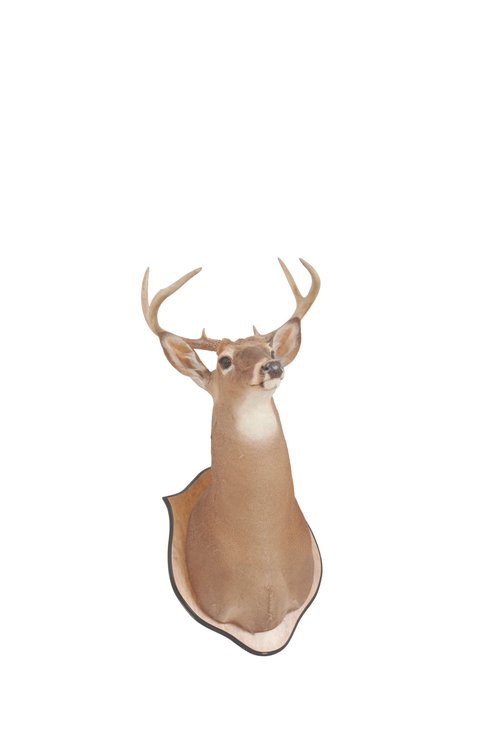 White Tail Deer Taxidermy Wall Mount on Plaque #1