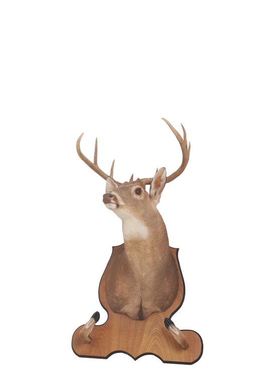 White Tail Deer Taxidermy Wall Mount on Plaque #2