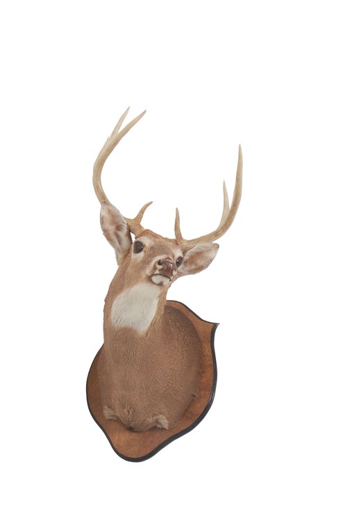 White Tail Deer Taxidermy Wall Mount on Plaque #3