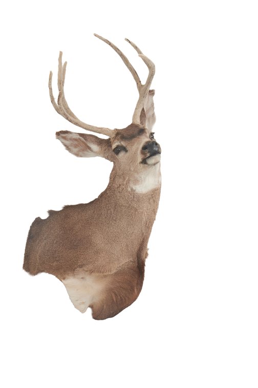 Mule Deer Taxidermy #1 - Big Boy!