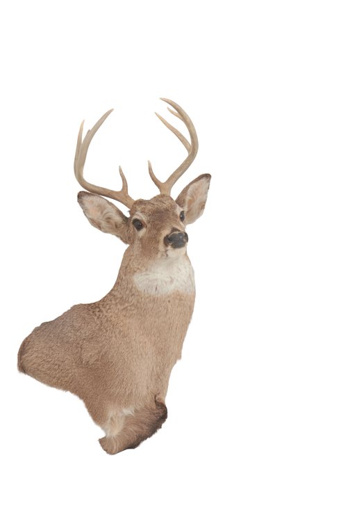 Mule Deer Taxidermy #2