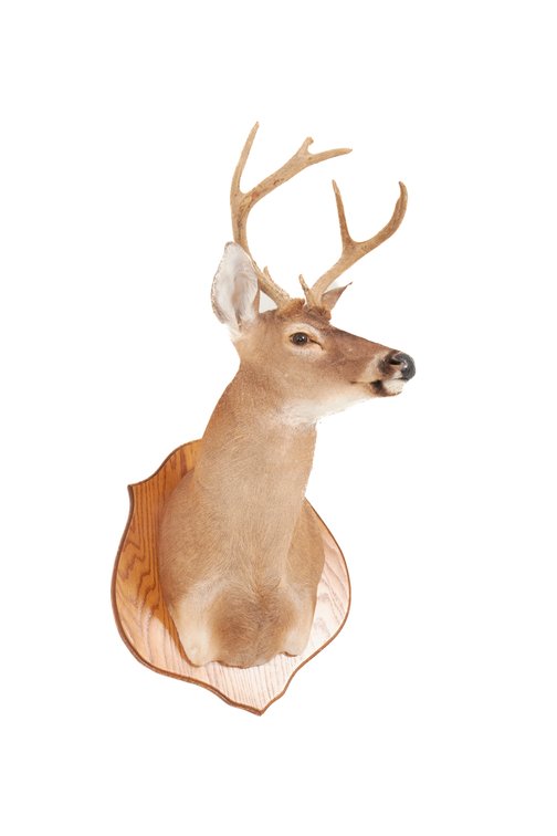White Tail Deer Taxidermy Wall Mount on Plaque #4