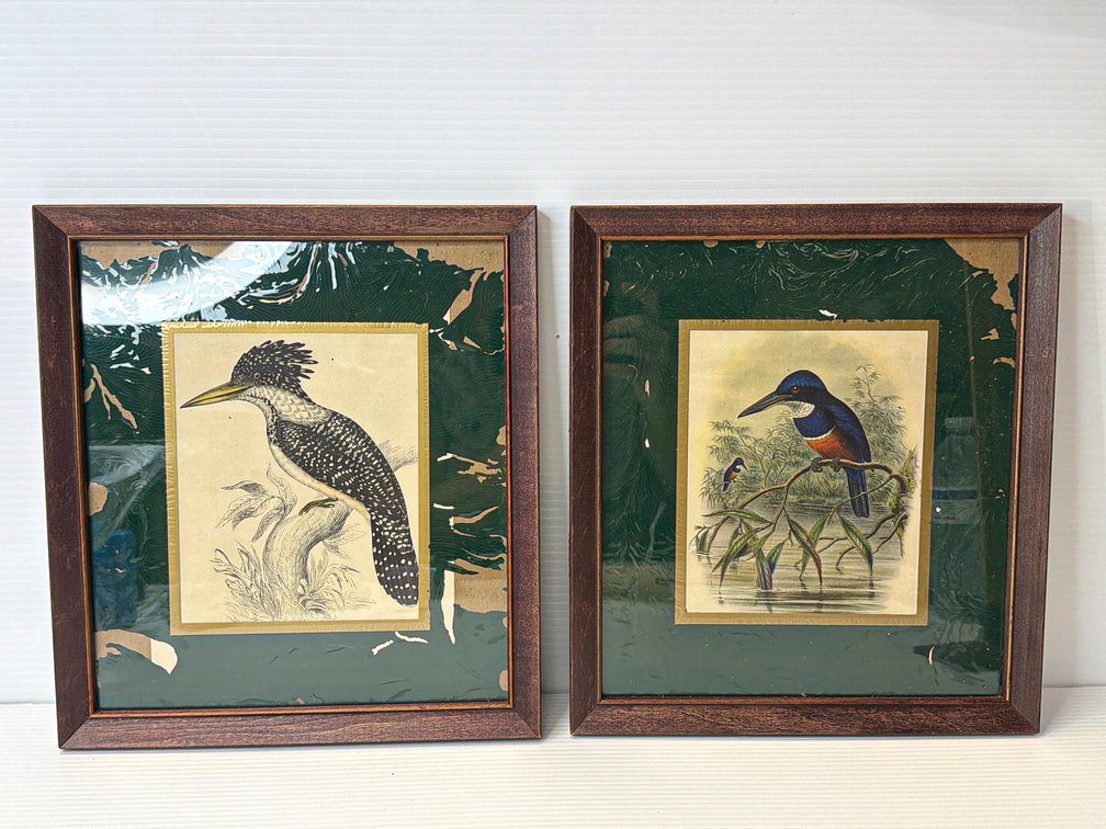 Framed John Gould Bird Prints with Reverse Glass Painted Surrounding