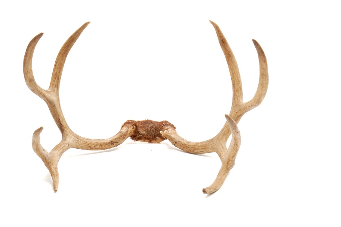 8 Point Deer Rack