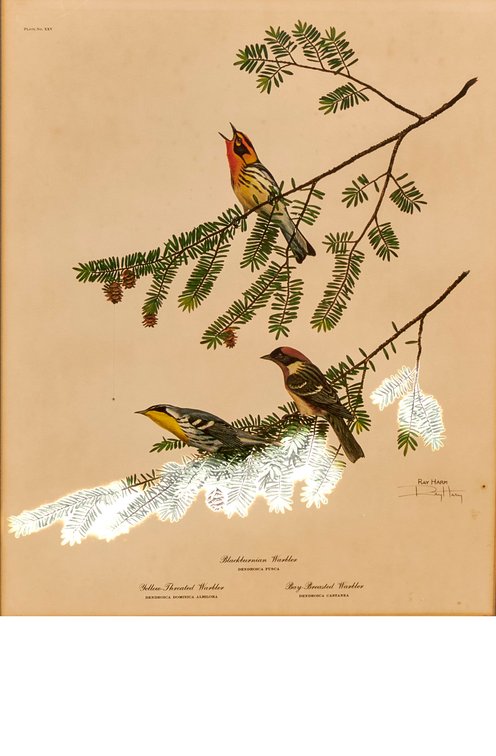 Framed Signed "Spring Warblers" Print by Ray Harm