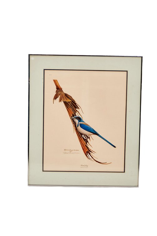 Vtg Framed Print "Scrub Jay" by Richard E. Younger