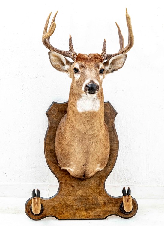 Very Nice 8 Point Deer Mount with Hoof Gun Rack