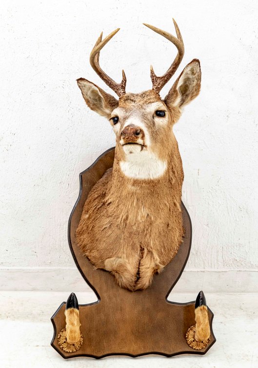 Very Nice 7 Point Deer Mount with Hoof Gun Rack