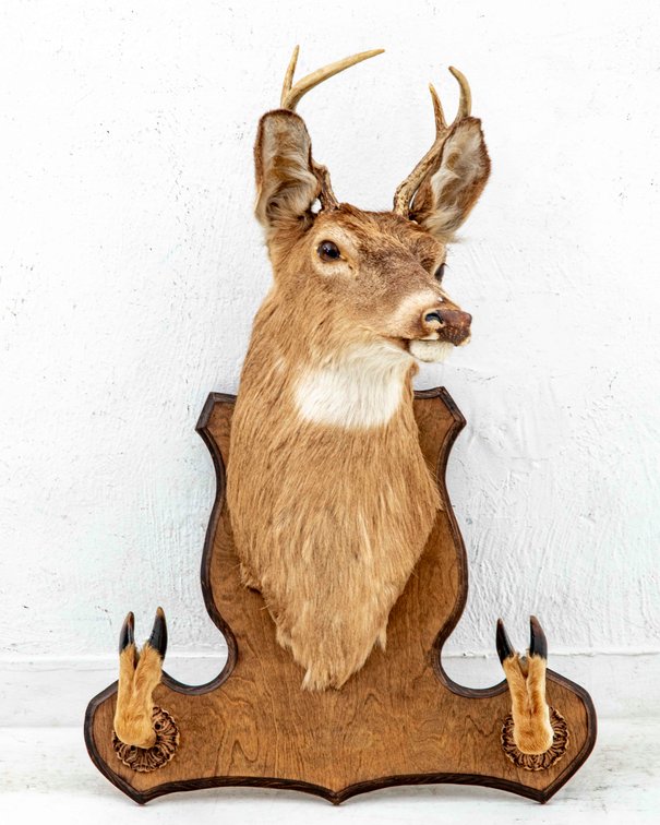 Smaller 4 Point Deer Mount with Hoof Gun Rack