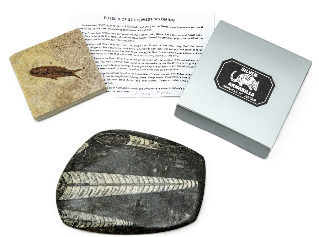 Fish and Orthoceras Fossils