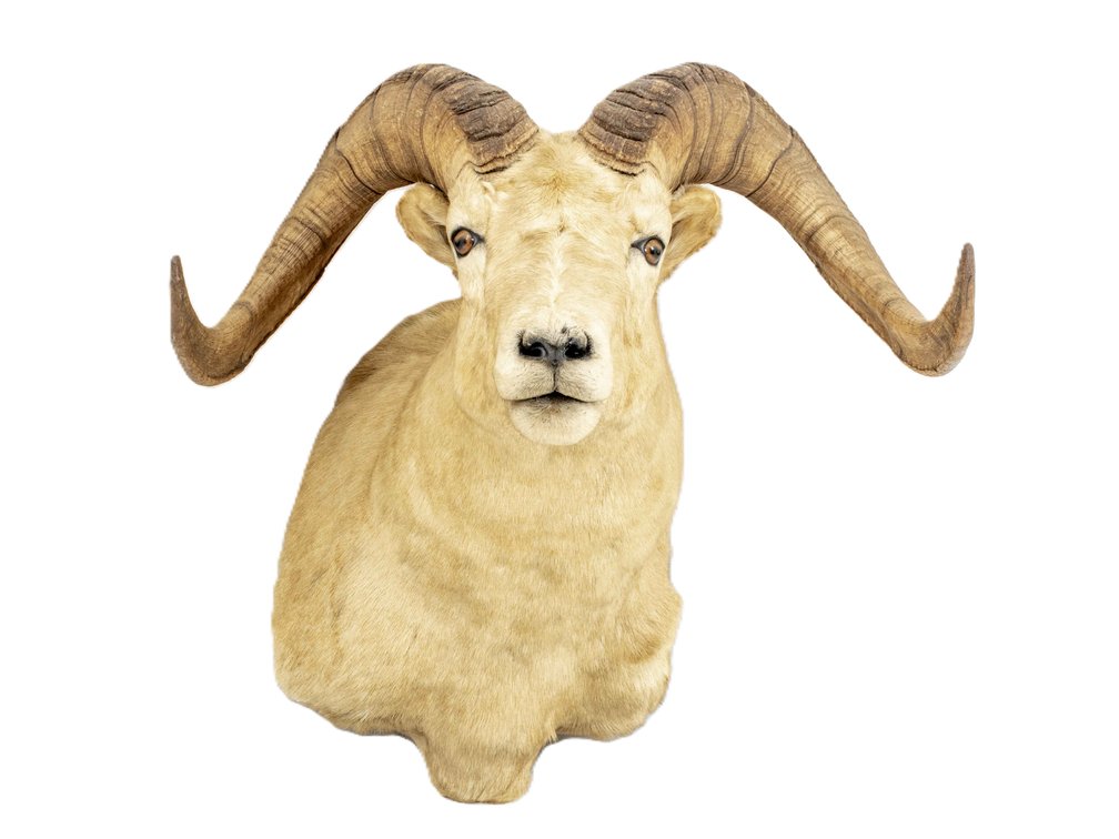 Dall Thinhorn Sheep Taxidermy Wall Mount