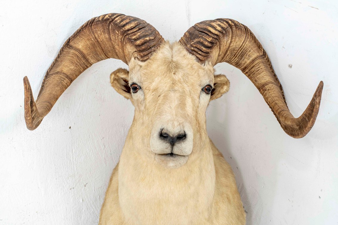 Dall Thinhorn Sheep Taxidermy Wall Mount