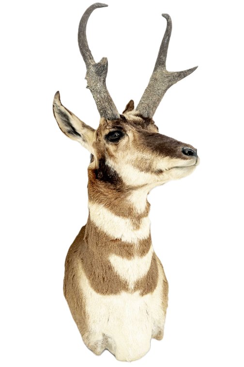 Pronghorn Antelope Wall Mount Taxidermy #1