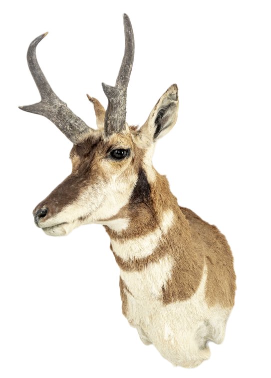 Pronghorn Antelope Wall Mount Taxidermy #2