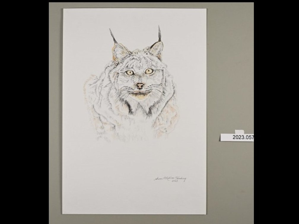Lynx on sketch paper