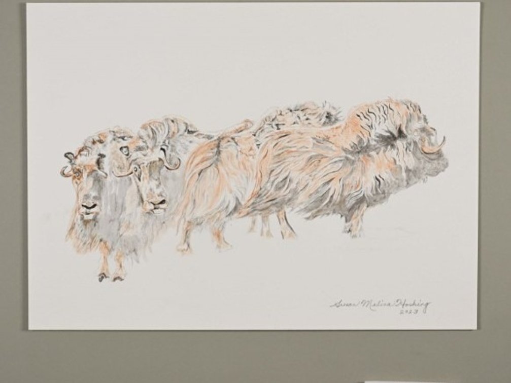 Musk Ox on 140lb watercolour paper