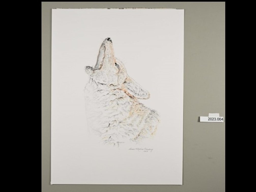 Wolf Howling on 140lb watercolour paper