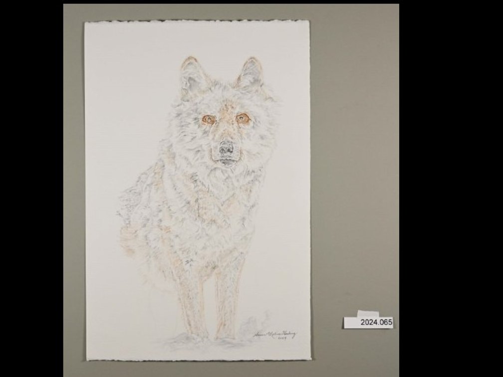 Wolf on 140lb watercolour paper