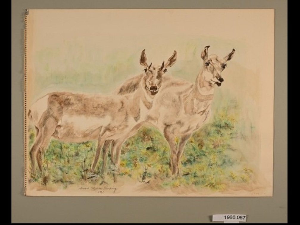 Pronghorn Sheep on sketch paper