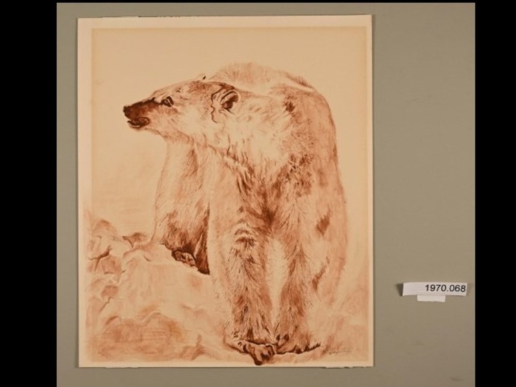 Polar Bear on sketch paper