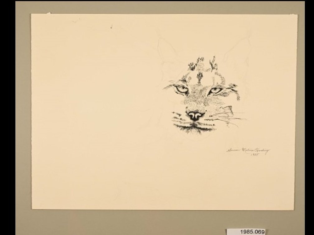 Puma on sketch paper