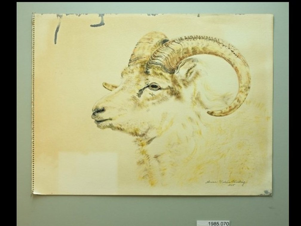 Mountain Sheep on sketch paper