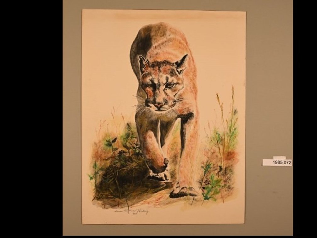 Puma on 140lb watercolour paper